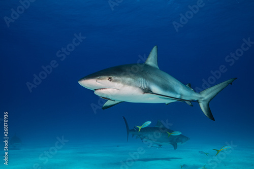 Haifisch © michaelgeyer
