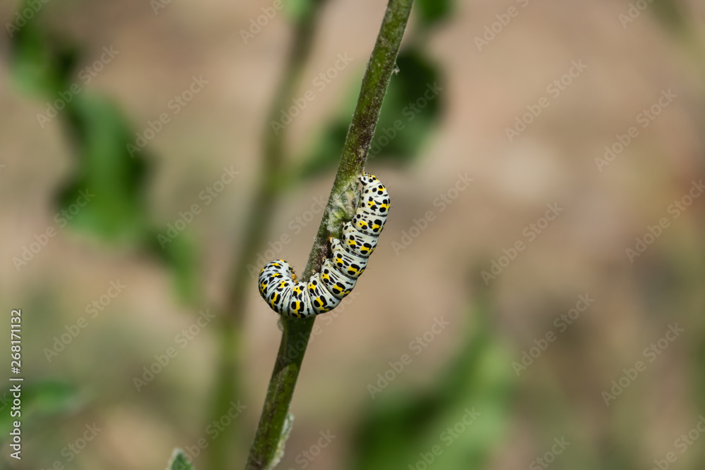 Mullein Moth Caterpillar Feeding on Stem in Springtime