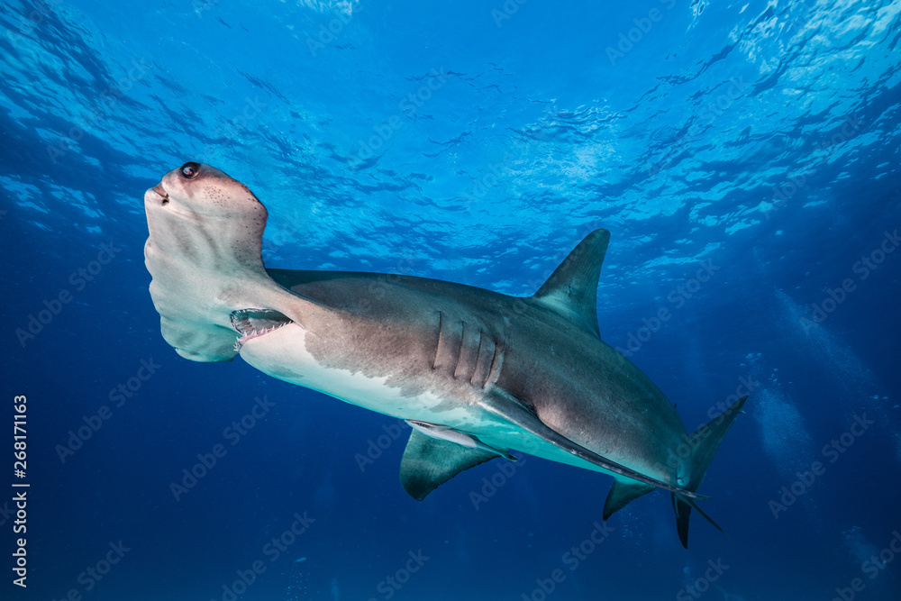 Naklejka premium Hammerhai