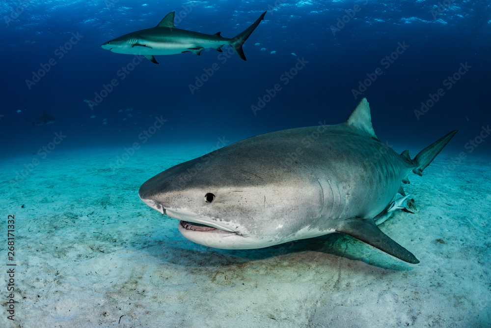 Fototapeta premium Tigershark