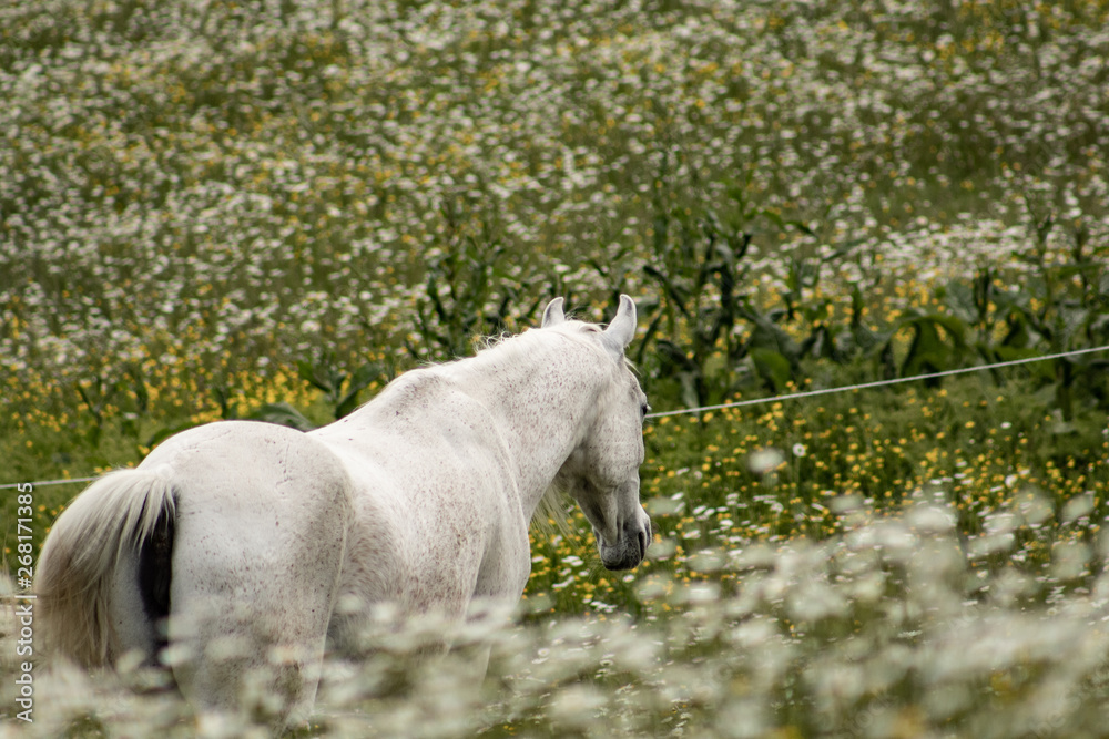 Fototapeta premium Beautiful white arabian horse grazing in a field full of daisies. Spring concept. Farm life.