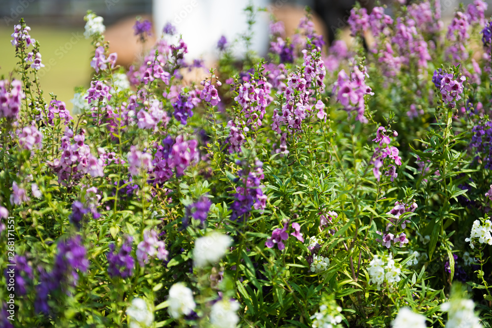 Fototapeta premium Angelonia goyazensis Benenth