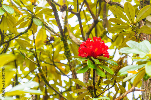 Red Azalea or Rhododendron arboreum ericaceae Flower in tree and leaves is a very rare tree in the tropical forest on Doi Inthanon Chiang Mai, Thailand