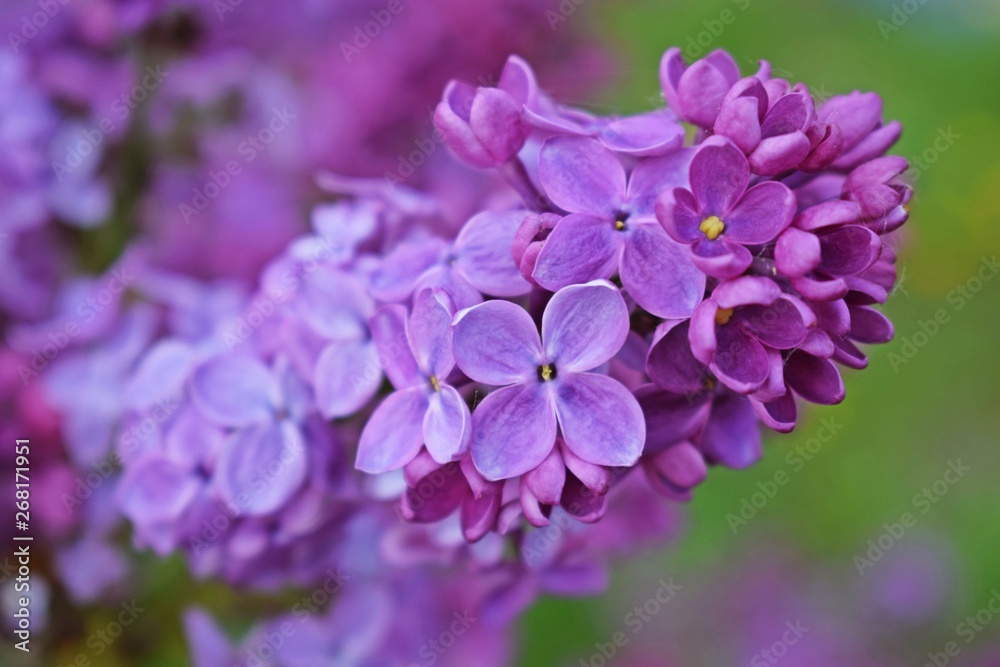 Beautiful purple lilac flowers.Blooming spring garden. Beautiful purple lilac flowers.Blooming spring garden.
