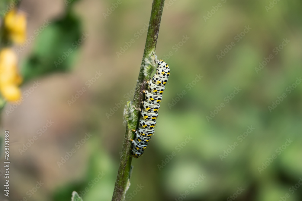 Mullein Moth Caterpillar Feeding on Stem in Springtime Mullein Moth Caterpillar Feeding on Stem in Springtime