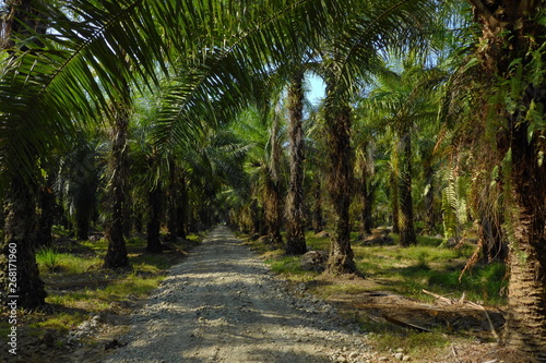 Coconut plantation in Costa Rica
