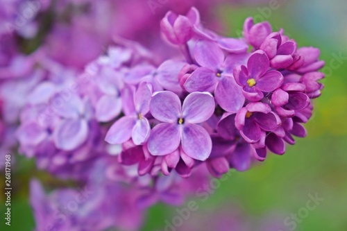 Beautiful purple lilac flowers.Blooming spring garden.