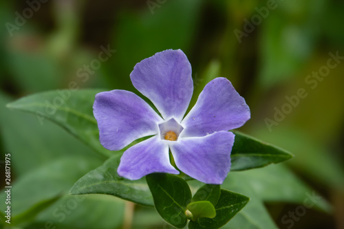 Periwinkle Flower in Bloom in Springtime