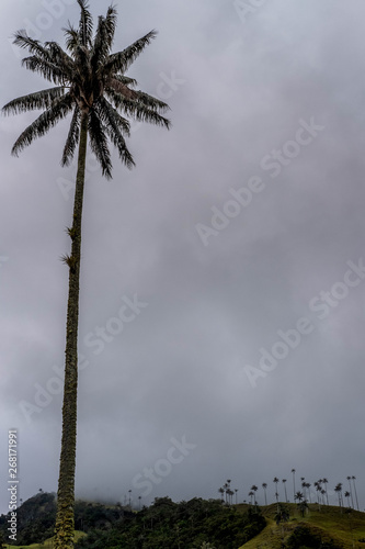 Colombias National Tree - The Wax Palm in Cocoa Valley, Salento photo