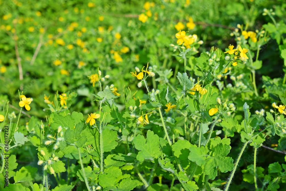The yellow celandine flowers bloomed in the meadow in the spring. The yellow celandine flowers bloomed in the meadow in the spring.