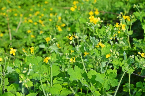 The yellow celandine flowers bloomed in the meadow in the spring.