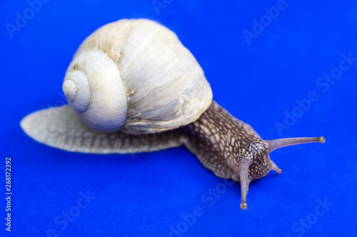 snail crawling on a blue background