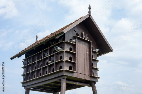 Cool wooden dovecot with lots of pigeons at a farm