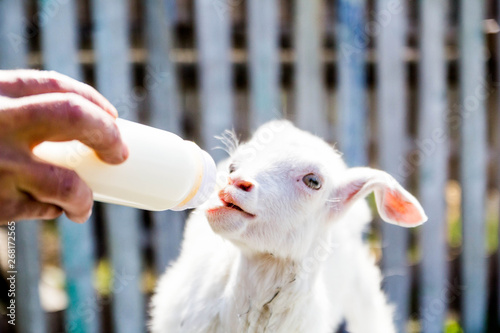 feeding a baby goat with milk from a bottle