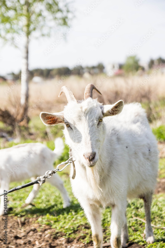 little goat walks in nature