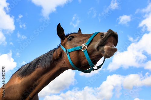 Sniffing horse on the background of blue sky