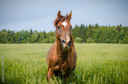 trakehner stallion running in green meadow