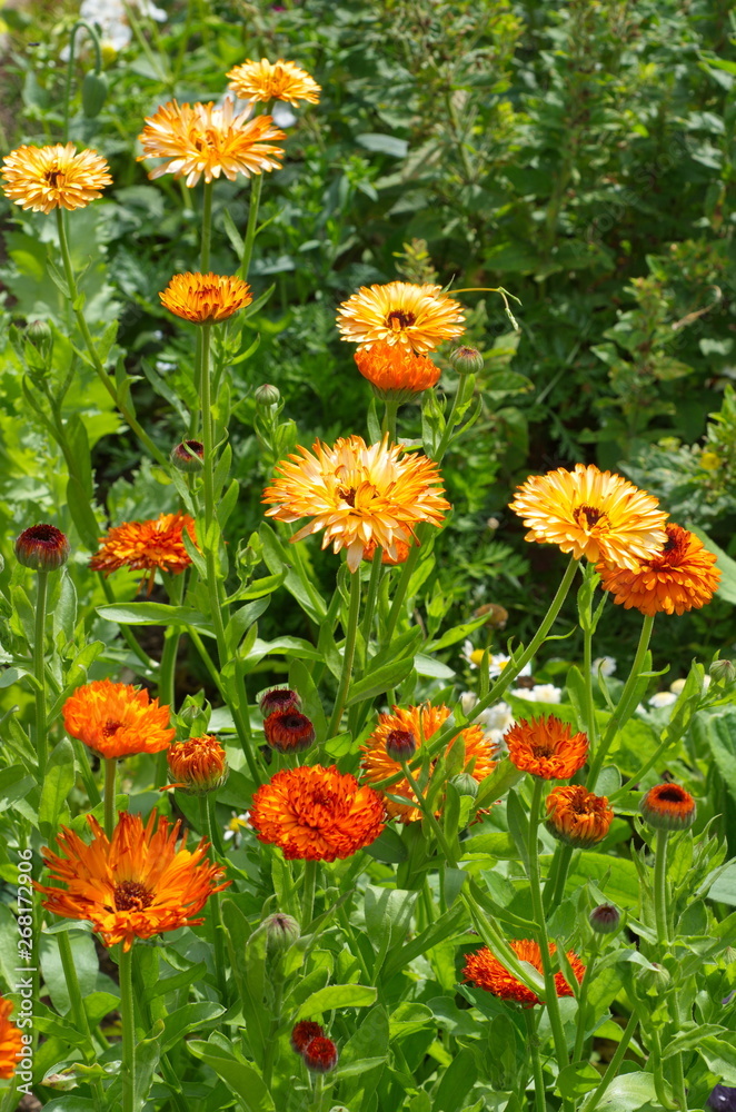 Terry calendula (lat. Calendula officinalis) blooms on a flower bed in the garden