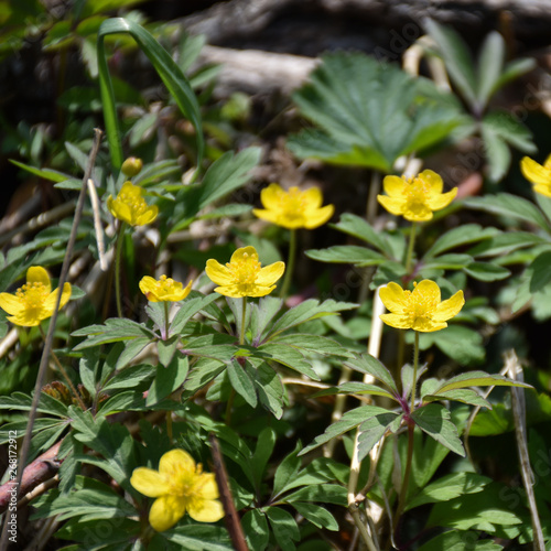 Blossom yellow wood anemones closeup