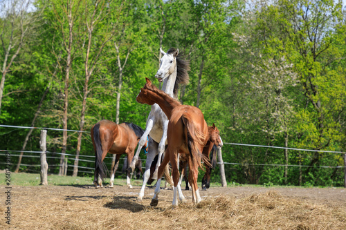 Playful horses on the pasture  springtime