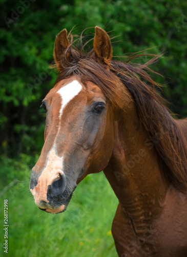 portrait of stunning trakehner horse © vprotastchik