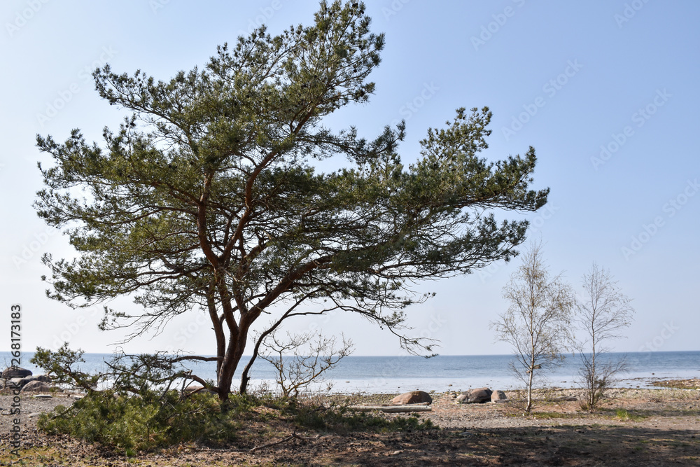 Idyllic coastal view at the Baltic Sea by the coast of the swedish island Oland