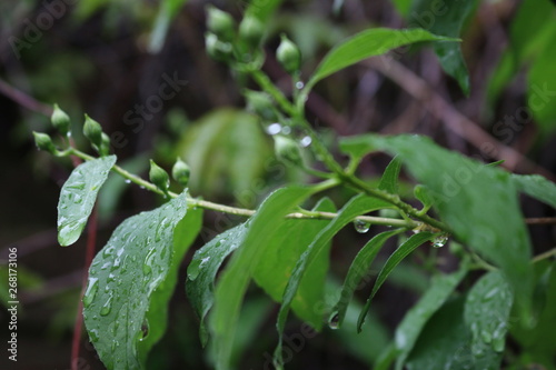 jasminblüte