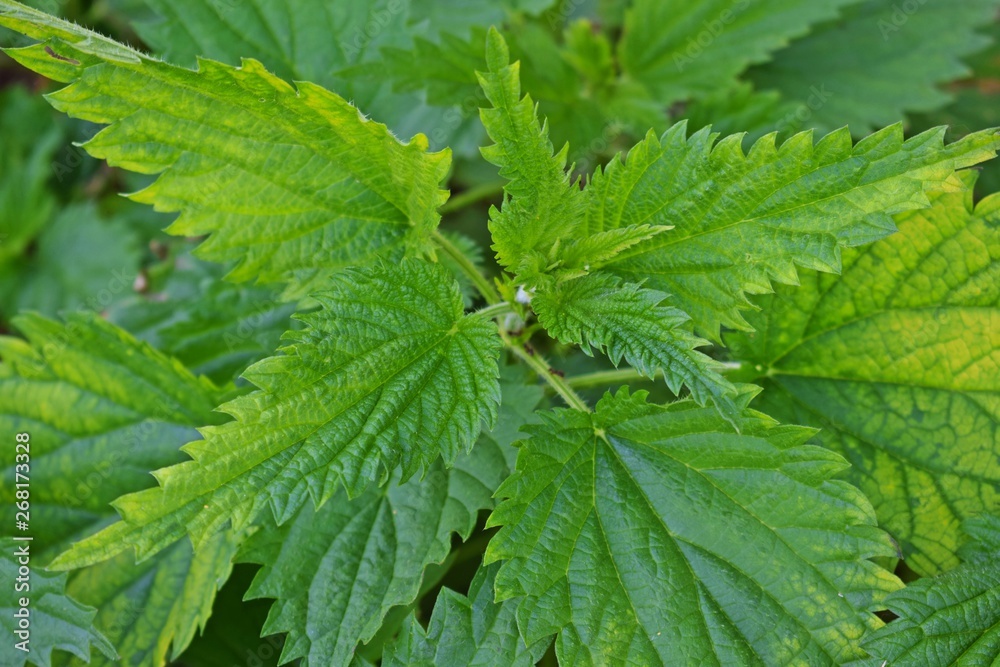 Young nettle. Medicinal plant. Multivitamin Supplement. Young nettle. Medicinal plant. Multivitamin Supplement.