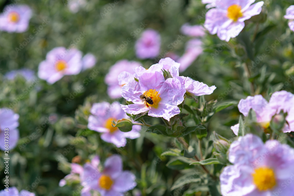 bee on purple flowers in the garden
