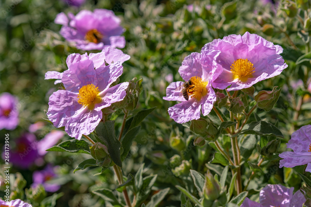 Fototapeta premium bee on purple flowers in the garden