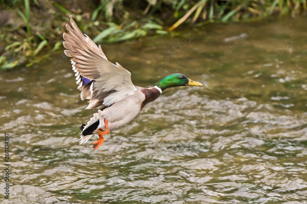 Obraz premium male mallard duck flying over the river