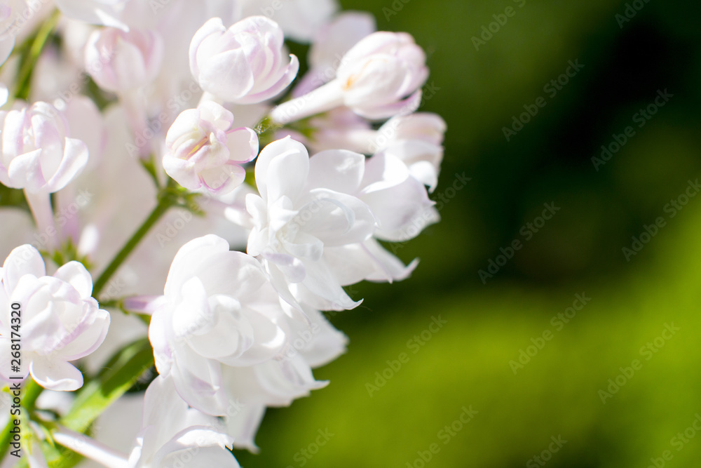Snow-white pink lilac close-up. bunch of lilacs. Snow-white pink lilac close-up. bunch of lilacs.