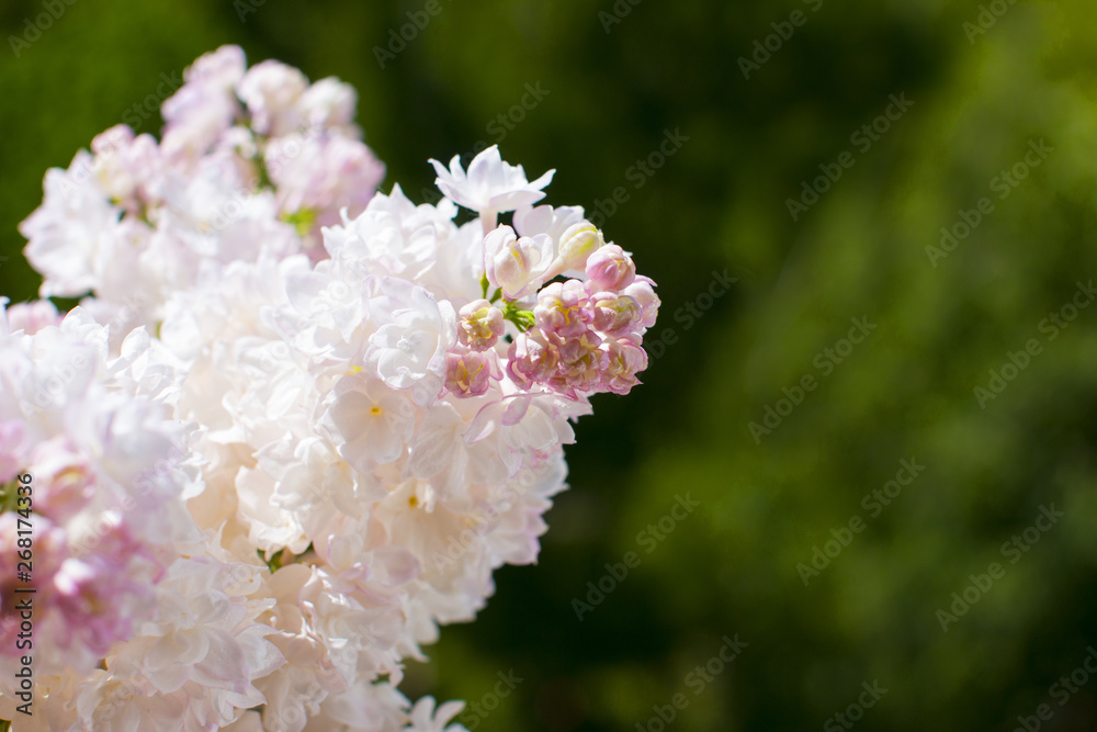 Snow-white pink lilac hanging over a green background. bunch of lilacs.