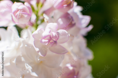Snow-white pink lilac close-up. bunch of lilacs.