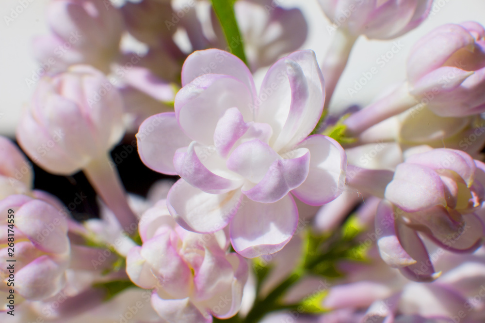 Snow-white pink lilac close-up. bunch of lilacs. Snow-white pink lilac close-up. bunch of lilacs.