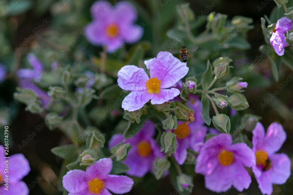 bee on purple flowers in the garden