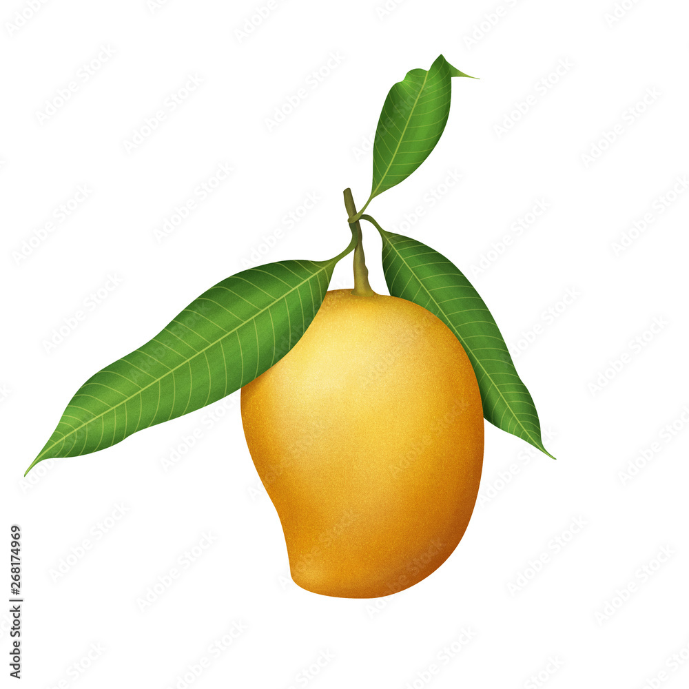 Fresh ripe mangos on the branch illustration