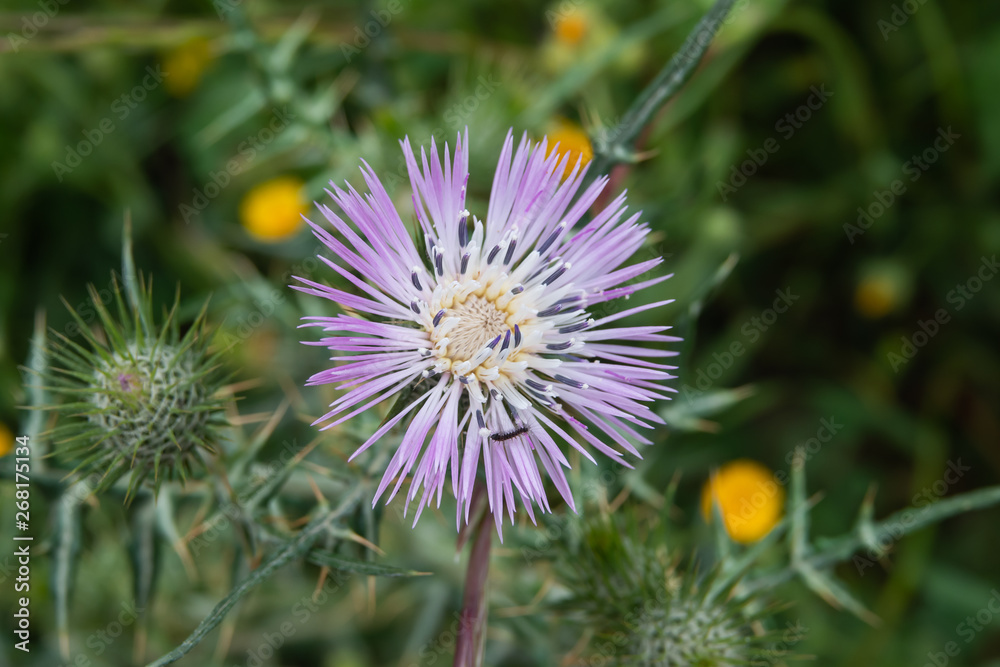 Purple Milk Thistle Inflorescence in Springtime Purple Milk Thistle Inflorescence in Springtime