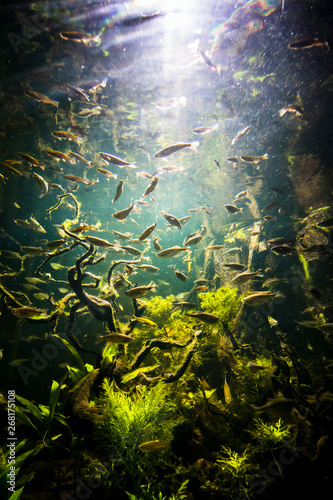 shoal of fish