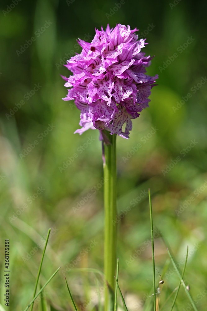 Dreizähniges Knabenkraut (Neotinea tridentata) Dreizähniges Knabenkraut (Neotinea tridentata)