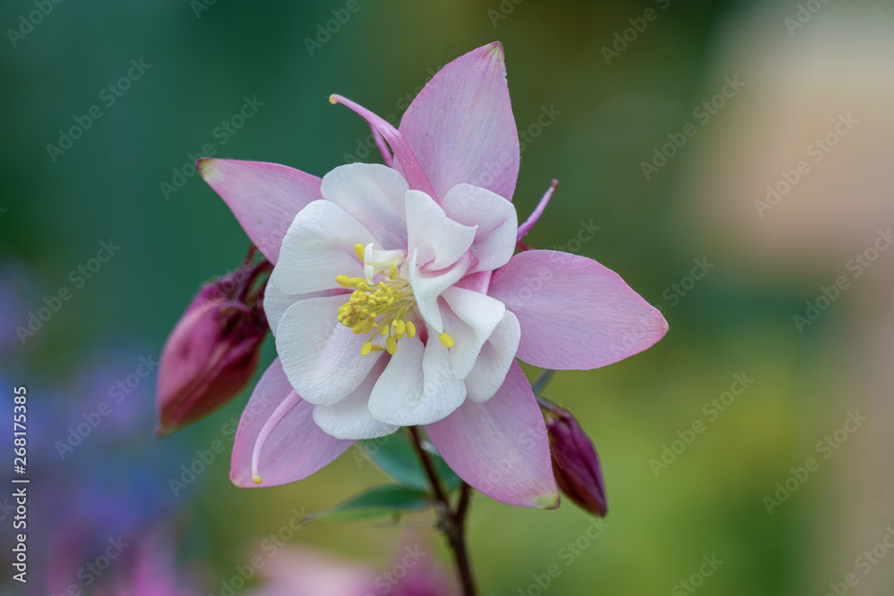 Makroaufnahme einer rosa weißen Akelei Blüte mit Details wie Blütenstempel und Pollen bei unscharfem Hintergrund Makroaufnahme einer rosa weißen Akelei Blüte mit Details wie Blütenstempel und Pollen bei unscharfem Hintergrund