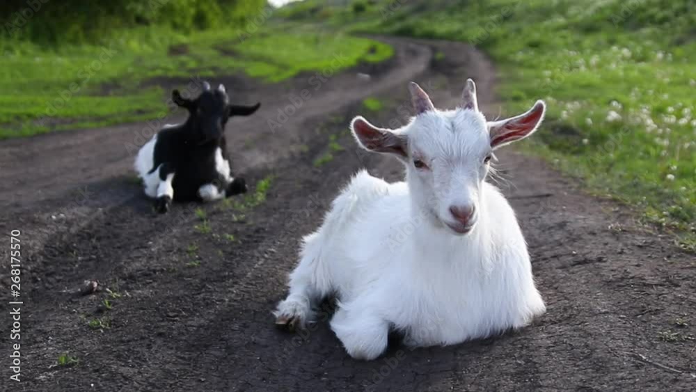 Domestic goats graze. A cute goat lies on the ground and looks into the camera on the farm.