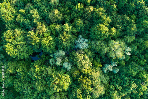 Forest of trees seen from above