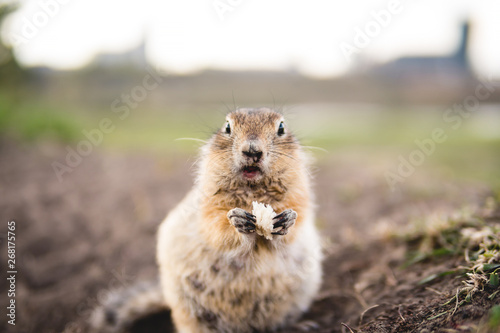 ground squirrel eating. rodent close up. photo