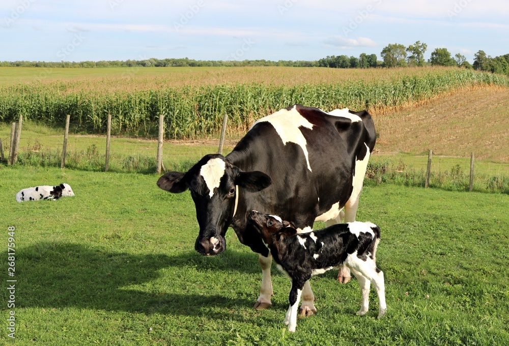 Newborn Holstein calf rubs up against cow in the pasture while twin is laying down in behind