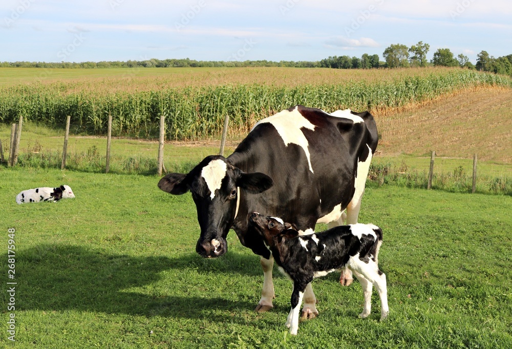 Newborn Holstein calf rubs up against cow in the pasture while twin is laying down in behind Newborn Holstein calf rubs up against cow in the pasture while twin is laying down in behind