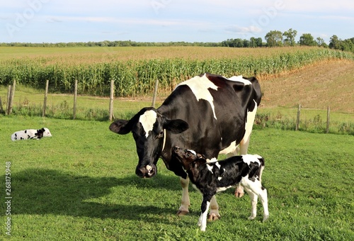 Newborn Holstein calf rubs up against cow in the pasture while twin is laying down in behind