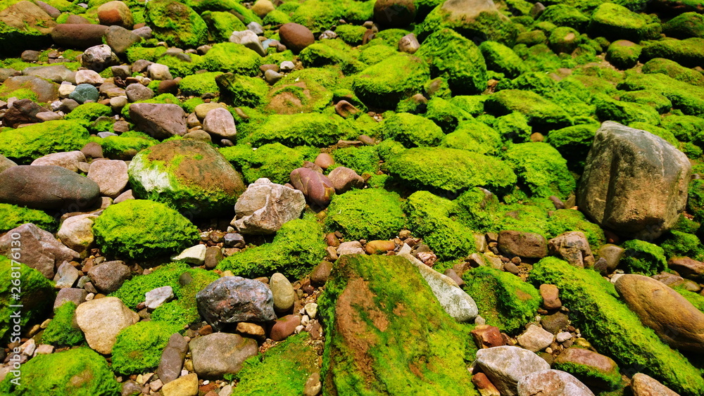 Seaweed and moss green rock on the beach 