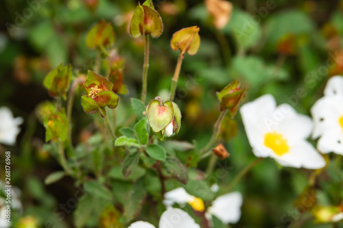 Sage Leaved Rock Rose Calyces in Springtime