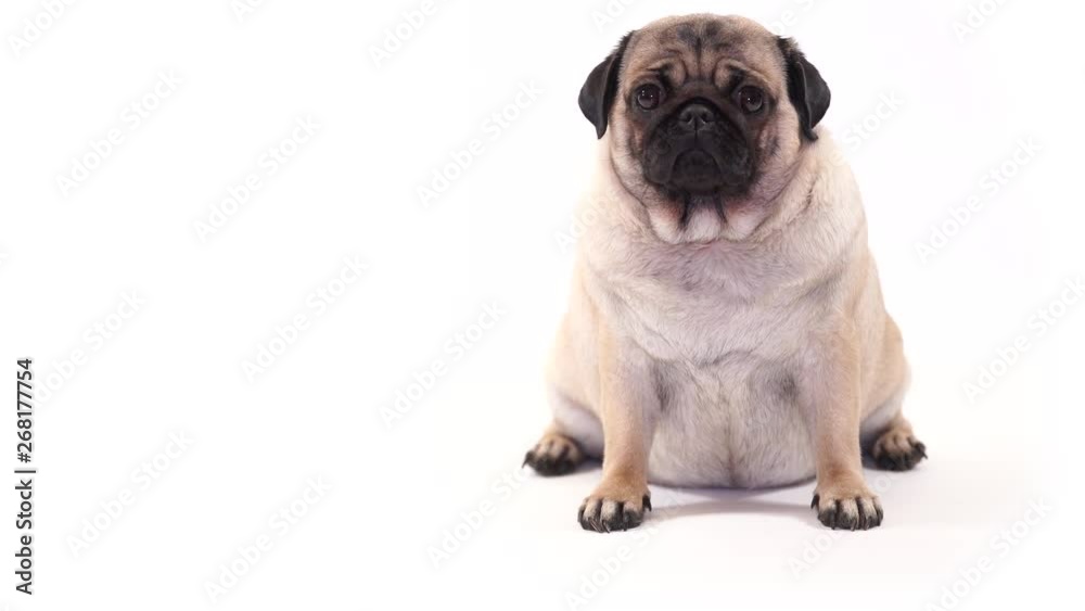 Funny Pug Puppy on white background. portrait of a cute pug dog with big sad eyes and a questioning look on a white background, Beige pug with huge eyes on a white background Funny Pug Puppy on white background. portrait of a cute pug dog with big sad eyes and a questioning look on a white background, Beige pug with huge eyes on a white background